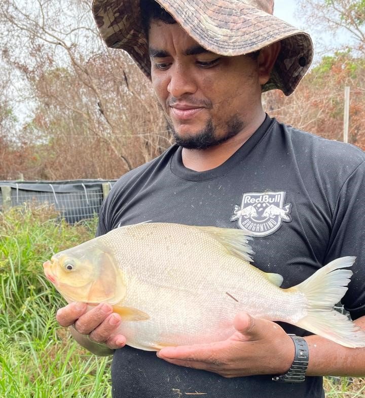 Governo do Tocantins impulsiona sucesso da piscicultura, na comunidade indígena Krahô em Lagoa da Confusão