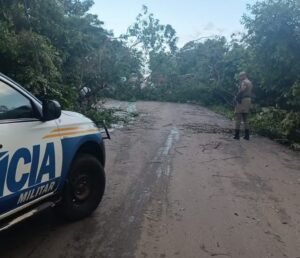 Árvores atrapalham trânsito na TO-080 após forte chuva