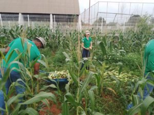 Projeto Germinar beneficia milho para uso na merenda escolar